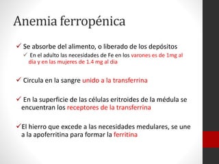 Anemia ferropénica
 Se absorbe del alimento, o liberado de los depósitos
 En el adulto las necesidades de Fe en los varones es de 1mg al
día y en las mujeres de 1.4 mg al dia

 Circula en la sangre unido a la transferrina
 En la superficie de las células eritroides de la médula se
encuentran los receptores de la transferrina

El hierro que excede a las necesidades medulares, se une
a la apoferritina para formar la ferritina

 