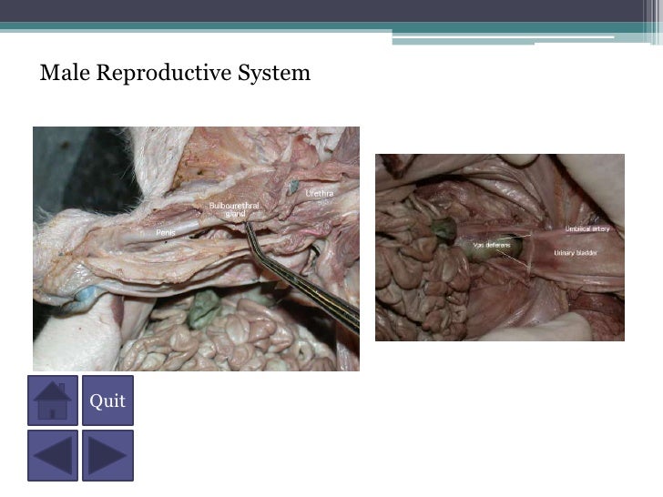 A Fetal Pig Dissection male reproductive system fetal pig diagram 