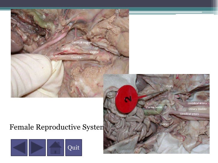 A Fetal Pig Dissection