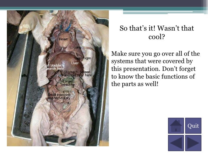 A Fetal Pig Dissection labeled diagram of mouth 