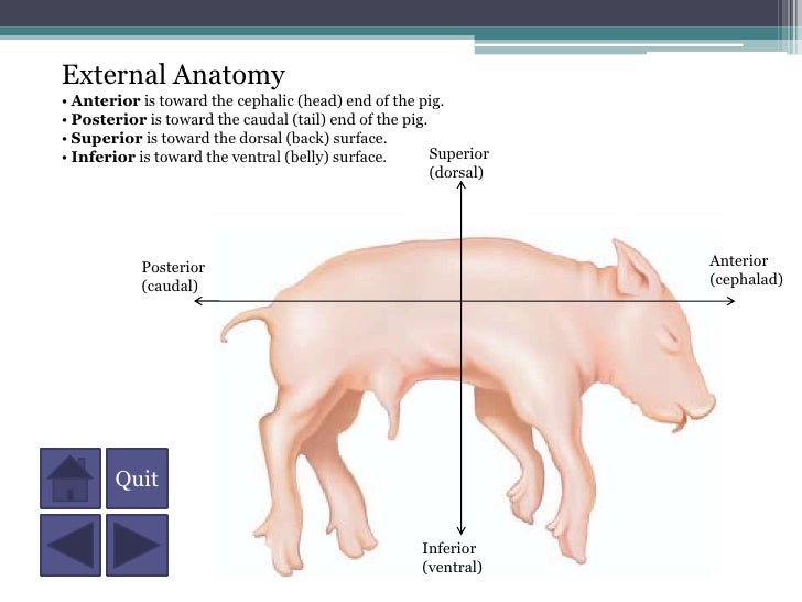 A Fetal Pig Dissection