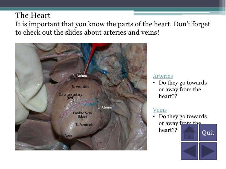 A Fetal Pig Dissection