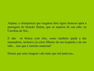 Anjana, a chimpamzé que resgatou dois tigres brancos após a passagem do furacão Hanna, que os separou de sua mãe, na Carolina do Sul... E não  só brinca com eles, como também ajuda a dar mamadeira, inclusive já criou filhotes de um leopardo e de um leão... isso que é instinto maternal! Dizem que uma imagem vale mais que mil palavras... 