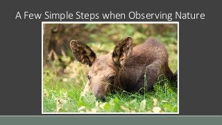 A Few Simple Steps when Observing Nature 
 