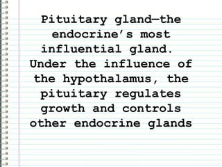Pituitary gland—the endocrine’s most influential gland. Under the influence of the hypothalamus, the pituitary regulates growth and controls other endocrine glands