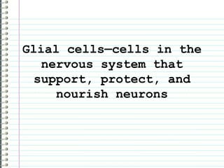 Glial cells—cells in the nervous system that support, protect, and nourish neurons