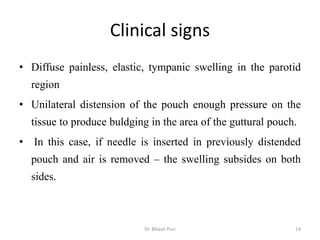 Clinical signs
• Diffuse painless, elastic, tympanic swelling in the parotid
region
• Unilateral distension of the pouch enough pressure on the
tissue to produce buldging in the area of the guttural pouch.
• In this case, if needle is inserted in previously distended
pouch and air is removed – the swelling subsides on both
sides.
14Dr. Bikash Puri
 