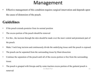 Management
• Effective management of this condition requires surgical innervation and depends upon
the cause of distension of the pouch.
Guidelines
• If the pouch extends posterior from its normal position
• The excess portion of the pouch should be removed
• For this , the incision through the skin should be made over the most ventral and prominent part of
the pouch.
• Make 3 inch long incision and continuously divide the underlying tissue until the pouch is exposed.
• The pouch can be separated from the surrounding tissue by blunt dissection
• Continue the separation of the pouch until all of the excess portion is free from the surrounding
tissue.
• The pouch is grasped with forceps and by some traction excess portion of the guttural pouch is
removed
15Dr. Bikash Puri
 