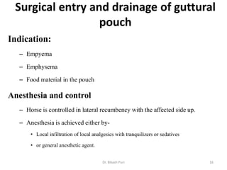 Surgical entry and drainage of guttural
pouch
Indication:
– Empyema
– Emphysema
– Food material in the pouch
Anesthesia and control
– Horse is controlled in lateral recumbency with the affected side up.
– Anesthesia is achieved either by-
• Local infiltration of local analgesics with tranquilizers or sedatives
• or general anesthetic agent.
16Dr. Bikash Puri
 
