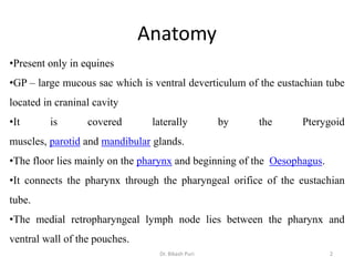 Anatomy
•Present only in equines
•GP – large mucous sac which is ventral deverticulum of the eustachian tube
located in craninal cavity
•It is covered laterally by the Pterygoid
muscles, parotid and mandibular glands.
•The floor lies mainly on the pharynx and beginning of the Oesophagus.
•It connects the pharynx through the pharyngeal orifice of the eustachian
tube.
•The medial retropharyngeal lymph node lies between the pharynx and
ventral wall of the pouches.
2Dr. Bikash Puri
 