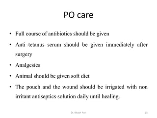 PO care
• Full course of antibiotics should be given
• Anti tetanus serum should be given immediately after
surgery
• Analgesics
• Animal should be given soft diet
• The pouch and the wound should be irrigated with non
irritant antiseptics solution daily until healing.
25Dr. Bikash Puri
 
