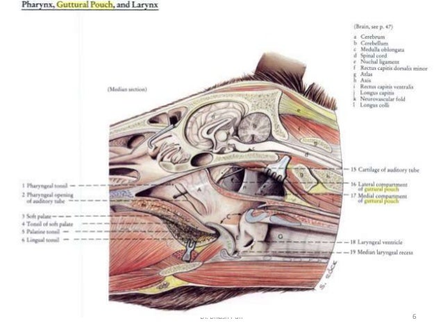 Affection of guttral pouch