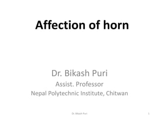 Affection of horn
Dr. Bikash Puri
Assist. Professor
Nepal Polytechnic Institute, Chitwan
1Dr. Bikash Puri
 