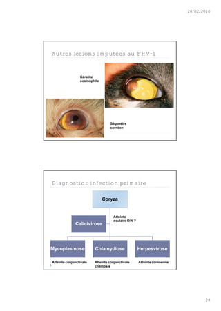 28/02/2010




Autres lésions imputées au FHV-1


                 Kératite
                 éosinophile




                                  Séquestre
                                  cornéen




Diagnostic : infection primaire

                               Coryza


                                    Atteinte
                                    oculaire O/N ?
              Calicivirose




Mycoplasmose             Chlamydiose                 Herpesvirose

Atteinte conjonctivale   Atteinte conjonctivale      Atteinte cornéenne
                         chémosis




                                                                                 28
 