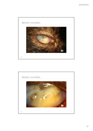 28/02/2010




Abcès cornéen




Abcès cornéen




                       37
 