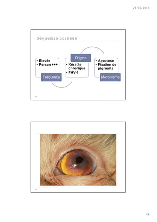 28/02/2010




Séquestre cornéen



                    Origine
• Elevée                      • Apoptose
• Persan +++   • Kératite     • Fixation de
                 chronique      pigments
               • FHV-1
   Fr‚quence                     M‚canisme




                                                     46
 