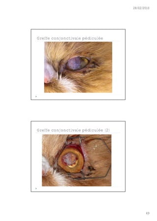 28/02/2010




Greffe conjonctivale pédiculée




Greffe conjonctivale pédiculée (2)




                                            49
 