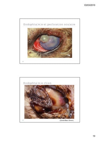 03/03/2010




Endophtalmie et perforation oculaire




Endophtalmie chien




                         (Cliché Marc Simon)




                                                      10
 