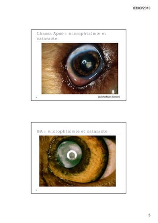 03/03/2010




Lhassa Apso : microphtalmie et
cataracte




                          (Cliché Marc Simon)




BA : microphtalmie et cataracte




                                                        5
 
