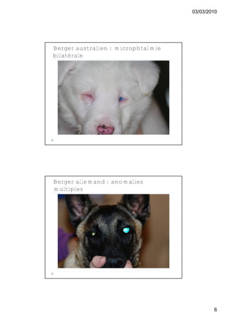 03/03/2010




Berger australien : microphtalmie
bilatérale




Berger allemand : anomalies
multiples




                                            6
 