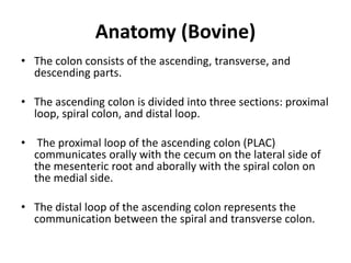 Affections of cecum, colon & rectum (Veterinary) | PPTX