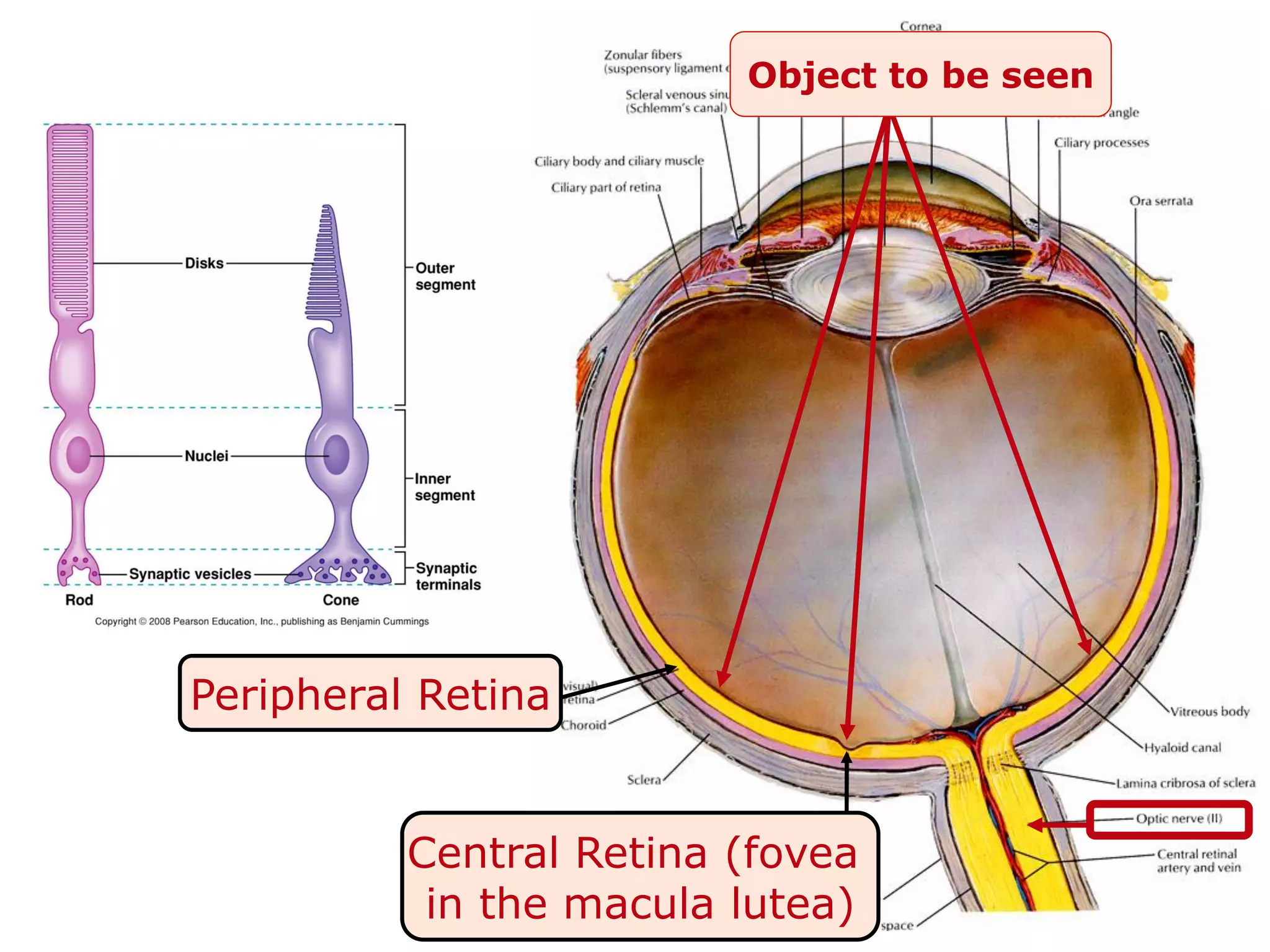 11
Object to be seen
Peripheral Retina
Central Retina (fovea
in the macula lutea)
 