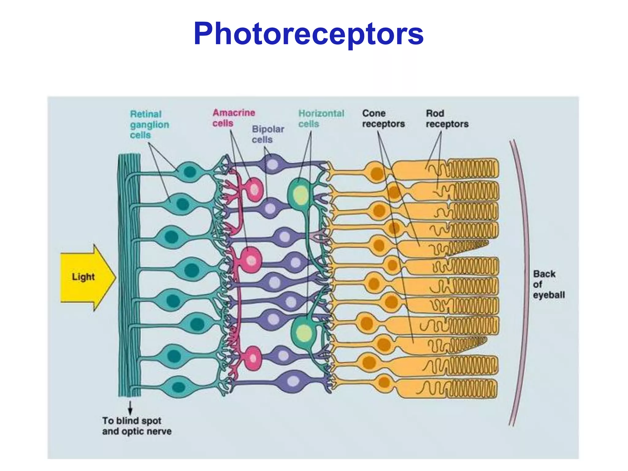 Photoreceptors
 