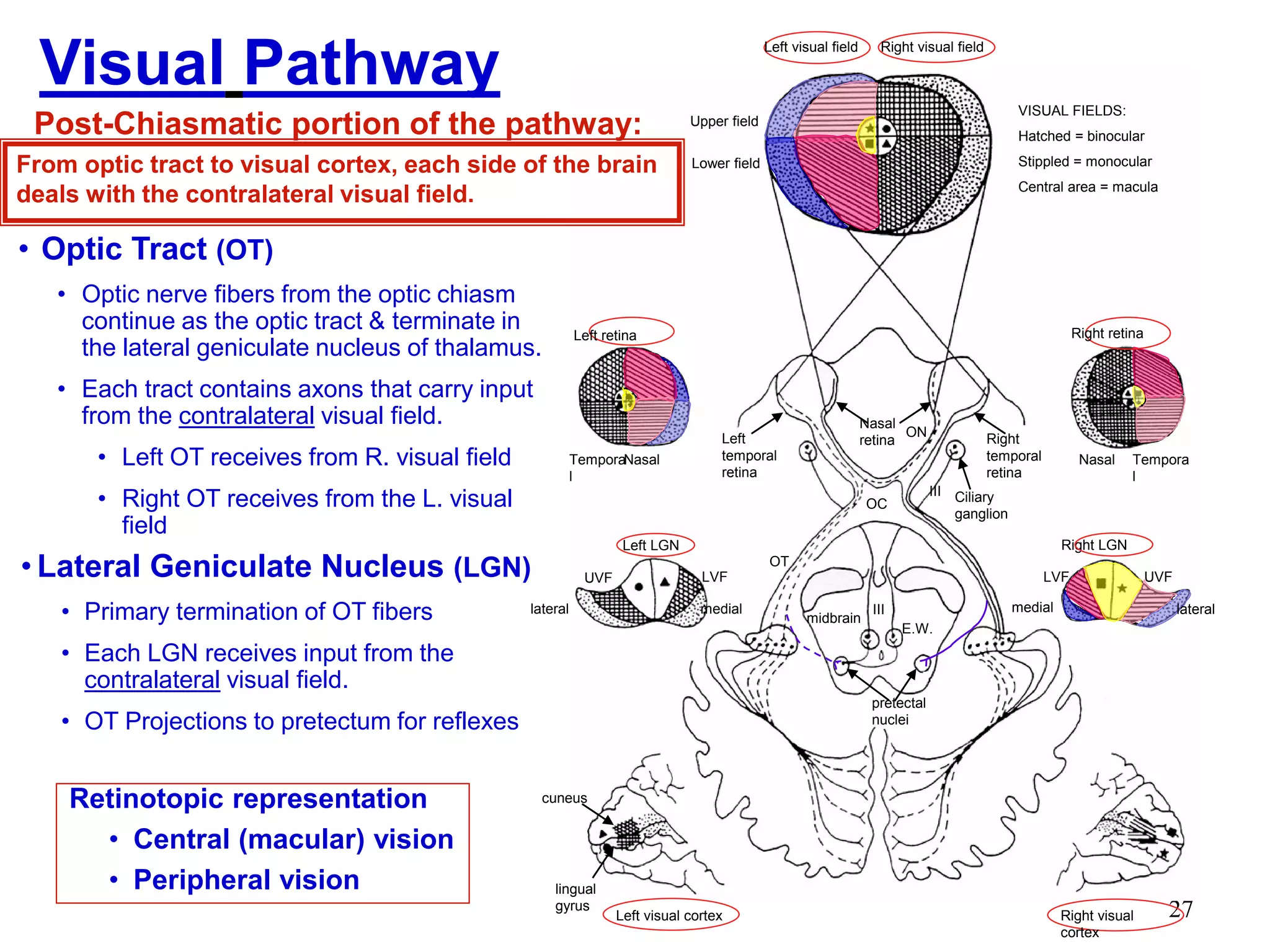 27
• Optic Tract (OT)
• Optic nerve fibers from the optic chiasm
continue as the optic tract & terminate in
the lateral geniculate nucleus of thalamus.
• Each tract contains axons that carry input
from the contralateral visual field.
• Left OT receives from R. visual field
• Right OT receives from the L. visual
field
Retinotopic representation
• Central (macular) vision
• Peripheral vision
Left visual field Right visual field
Right retinaLeft retina
Left LGN
Tempora
l
Nasal Tempora
l
Nasal
lateral lateralmedial medial
LVFLVF UVFUVF
E.W.
Right visual
cortex
midbrain
Right LGN
Left visual cortex
Left
temporal
retina
Right
temporal
retina
Nasal
retina
Ciliary
ganglion
pretectal
nuclei
cuneus
lingual
gyrus
III
III
Visual Pathway
Post-Chiasmatic portion of the pathway:
From optic tract to visual cortex, each side of the brain
deals with the contralateral visual field.
Upper field
Lower field
VISUAL FIELDS:
Hatched = binocular
Stippled = monocular
Central area = macula
ON
OC
OT
• Lateral Geniculate Nucleus (LGN)
• Primary termination of OT fibers
• Each LGN receives input from the
contralateral visual field.
• OT Projections to pretectum for reflexes
 