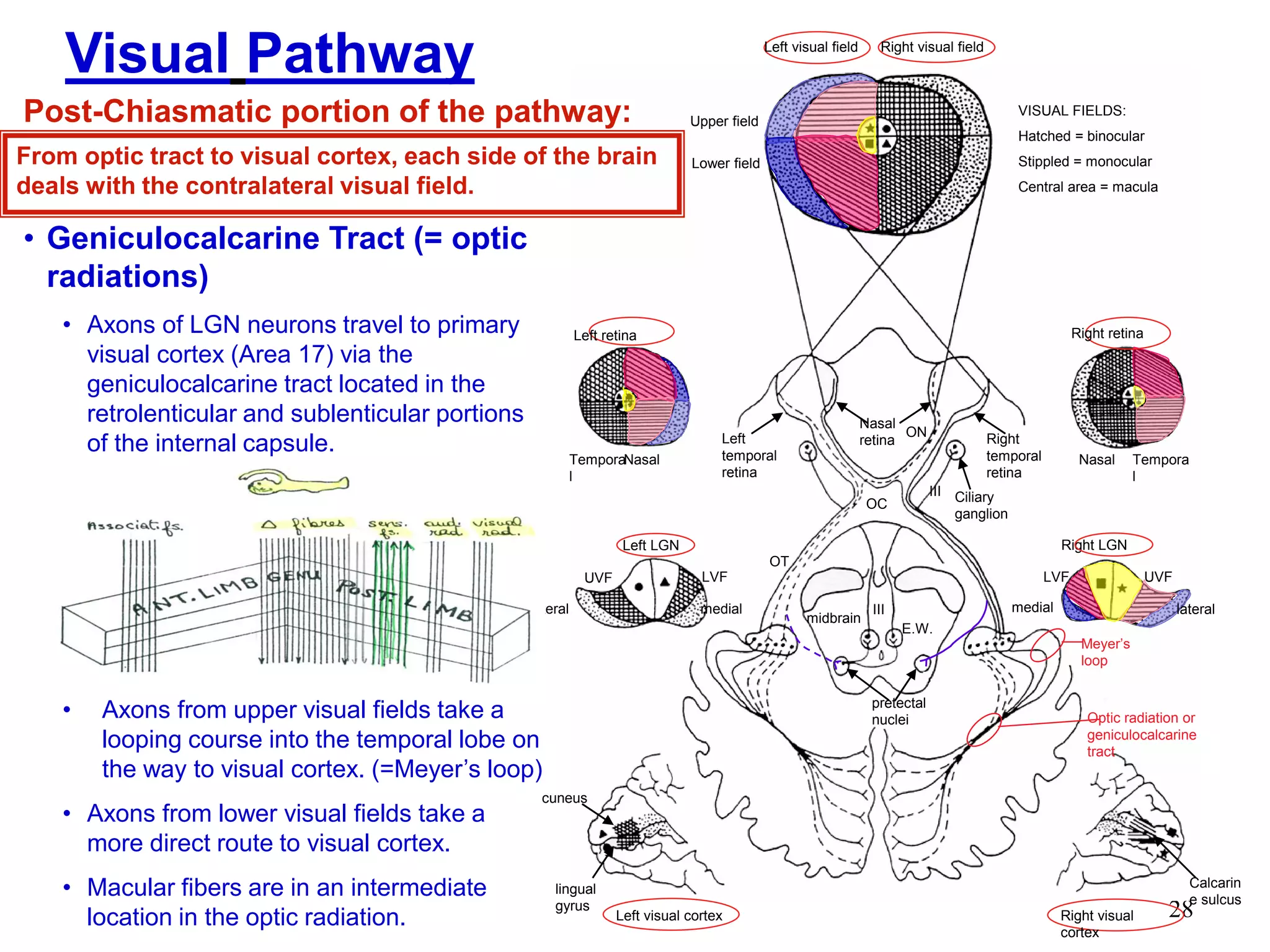 28
• Geniculocalcarine Tract (= optic
radiations)
• Axons of LGN neurons travel to primary
visual cortex (Area 17) via the
geniculocalcarine tract located in the
retrolenticular and sublenticular portions
of the internal capsule.
• Axons from upper visual fields take a
looping course into the temporal lobe on
the way to visual cortex. (=Meyer‟s loop)
• Axons from lower visual fields take a
more direct route to visual cortex.
• Macular fibers are in an intermediate
location in the optic radiation.
Left visual field Right visual field
Right retinaLeft retina
Left LGN
Tempora
l
Nasal Tempora
l
Nasal
lateral lateralmedial medial
LVFLVF UVFUVF
E.W.
Right visual
cortex
midbrain
Right LGN
Left visual cortex
Left
temporal
retina
Right
temporal
retina
Nasal
retina
Ciliary
ganglion
pretectal
nuclei
cuneus
lingual
gyrus
Calcarin
e sulcus
III
III
Meyer‟s
loop
Optic radiation or
geniculocalcarine
tract
Visual Pathway
Post-Chiasmatic portion of the pathway:
From optic tract to visual cortex, each side of the brain
deals with the contralateral visual field.
Upper field
Lower field
VISUAL FIELDS:
Hatched = binocular
Stippled = monocular
Central area = macula
ON
OC
OT
 