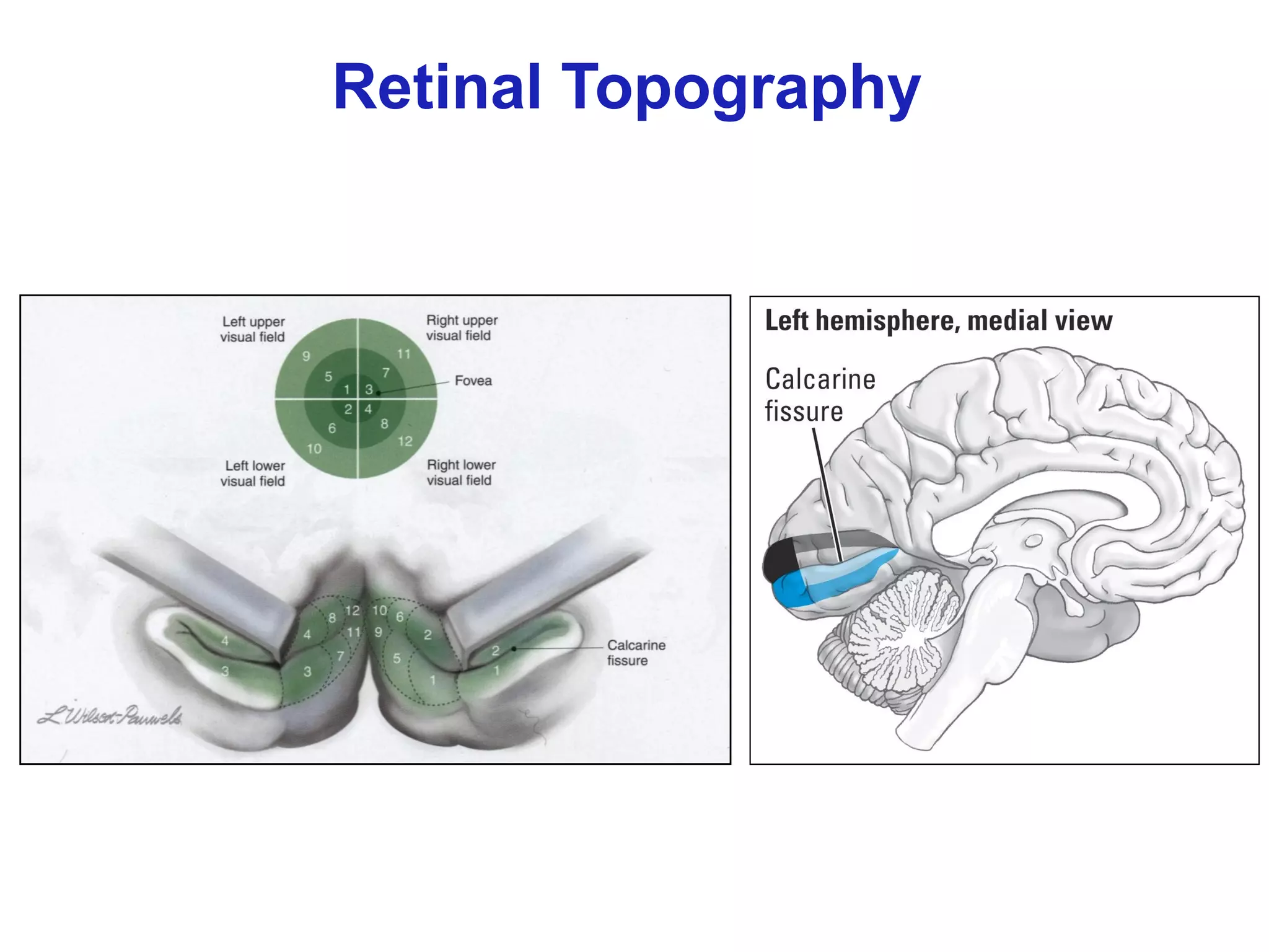 Retinal Topography
 