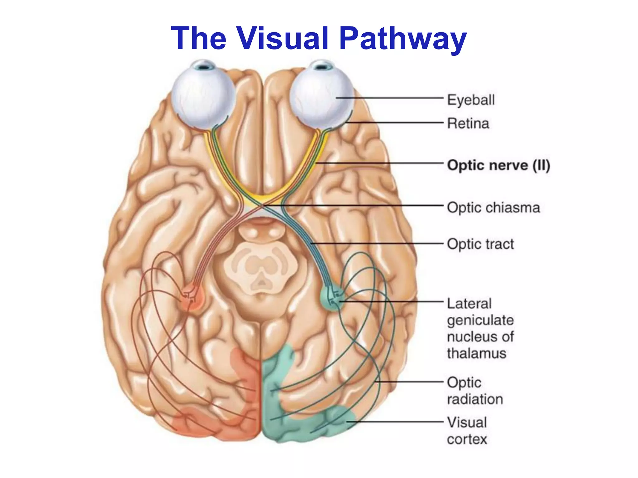 The Visual Pathway
 