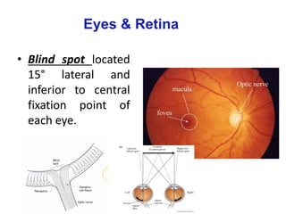 Eyes & Retina
• Blind spot located
15° lateral and
inferior to central
fixation point of
each eye.
 