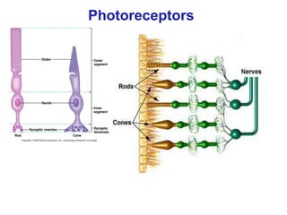 © Stephen E. Palmer, 2002
Photoreceptors
 