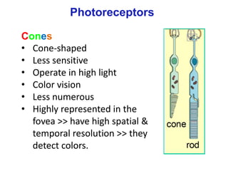 © Stephen E. Palmer, 2002
Cones
• Cone-shaped
• Less sensitive
• Operate in high light
• Color vision
• Less numerous
• Highly represented in the
fovea >> have high spatial &
temporal resolution >> they
detect colors.
Photoreceptors
 