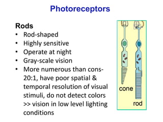 © Stephen E. Palmer, 2002
Rods
• Rod-shaped
• Highly sensitive
• Operate at night
• Gray-scale vision
• More numerous than cons-
20:1, have poor spatial &
temporal resolution of visual
stimuli, do not detect colors
>> vision in low level lighting
conditions
Photoreceptors
 
