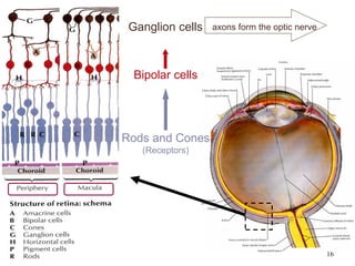 16
Rods and Cones
(Receptors)
Ganglion cells axons form the optic nerve
Bipolar cells
 