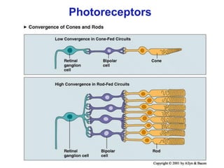 Photoreceptors
 