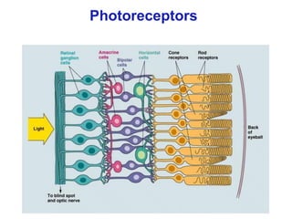 Photoreceptors
 