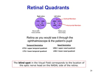 20
Retinal Quadrants
nose
UTQ UTQ
LTQ LTQLNQLNQ
UNQ UNQ
Right retina Left retina
Papilla (optic
nerve head)
Macula with
fovea centralis
Retina as you would see it through the
ophthalmoscope & the patient‟s pupil
Temporal Hemiretina
UTQ = upper temporal quadrant
LTQ = lower temporal quadrant
Nasal Hemiretina
UNQ = upper nasal quadrant
LNQ = lower nasal quadrant
Horizontal Meridian
Vertical Meridian
The blind spot in the Visual Field corresponds to the location of
the optic nerve head on the NASAL side of the retina.
 