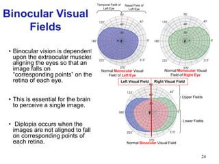 24
• Binocular vision is dependent
upon the extraocular muscles
aligning the eyes so that an
image falls on
“corresponding points” on the
retina of each eye.
• This is essential for the brain
to perceive a single image.
• Diplopia occurs when the
images are not aligned to fall
on corresponding points of
each retina. Normal Binocular Visual Field
F
Right Visual FieldLeft Visual Field
Upper Fields
Lower Fields
Temporal Field of
Left Eye
Nasal Field of
Left Eye
Normal Monocular Visual
Field of Left Eye
F F
Normal Monocular Visual
Field of Right Eye
Binocular Visual
Fields
 
