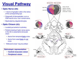 26
Visual Pathway
• Optic Nerve (ON)
• = Axons of ganglion cells in the retina
of the corresponding eye
• Outgrowth of diencephalon, so is a
CNS tract & not a „true‟ cranial nerve.
• Myelinated by oligodendrocytes.
• Optic Chiasm (OC)
• Located just anterior to pituitary
• Partial crossing of optic nerve axons
in the OC is essential to binocular
vision
• Axons from temporal fields cross
• Axons from nasal fields do not
cross
• “Wilbrand‟s knee” may be artifact
Retinotopic representation
• Central (macular) vision
• Peripheral vision
Left visual field Right visual field
Right retinaLeft retina
Left LGN
Temporal Nasal TemporalNasal
lateral lateralmedial medial
LVFLVF UVFUVF
E.W.
Right visual
cortex
midbrain
Right LGN
Left visual cortex
Left
temporal
retina
Right
temporal
retina
Nasal
retina
Ciliary
ganglion
pretectal
nuclei
cuneus
lingual
gyrus
Calcarin
e sulcus
III
III
Upper field
Lower field
VISUAL FIELDS:
Hatched = binocular
Stippled = monocular
Central area = macula
ON
OC
OT
 