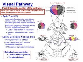 27
• Optic Tract (OT)
• Optic nerve fibers from the optic chiasm
continue as the optic tract & terminate in
the lateral geniculate nucleus of thalamus.
• Each tract contains axons that carry input
from the contralateral visual field.
• Left OT receives from R. visual field
• Right OT receives from the L. visual
field
Retinotopic representation
• Central (macular) vision
• Peripheral vision
Left visual field Right visual field
Right retinaLeft retina
Left LGN
Tempora
l
Nasal Tempora
l
Nasal
lateral lateralmedial medial
LVFLVF UVFUVF
E.W.
Right visual
cortex
midbrain
Right LGN
Left visual cortex
Left
temporal
retina
Right
temporal
retina
Nasal
retina
Ciliary
ganglion
pretectal
nuclei
cuneus
lingual
gyrus
III
III
Visual Pathway
Post-Chiasmatic portion of the pathway:
From optic tract to visual cortex, each side of the brain
deals with the contralateral visual field.
Upper field
Lower field
VISUAL FIELDS:
Hatched = binocular
Stippled = monocular
Central area = macula
ON
OC
OT
• Lateral Geniculate Nucleus (LGN)
• Primary termination of OT fibers
• Each LGN receives input from the
contralateral visual field.
• OT Projections to pretectum for reflexes
 