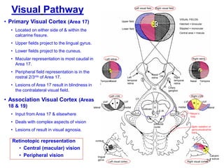 29
Visual Pathway
Retinotopic representation
• Central (macular) vision
• Peripheral vision
Left visual field Right visual field
Right retinaLeft retina
Left LGN
Tempora
l
Nasal Tempora
l
Nasal
lateral lateralmedial medial
LVFLVF UVFUVF
E.W.
Right visual cortex
midbrain
Right LGN
Left visual cortex
Left
temporal
retina
Right
temporal
retina
Nasal
retina
Ciliary
ganglion
pretectal
nuclei
cuneus
lingual
gyrus
Calcarin
e sulcus
III
III
Meyer‟s
loop
Optic radiation or
geniculocalcarine
tract
Upper field
Lower field
VISUAL FIELDS:
Hatched = binocular
Stippled = monocular
Central area = macula
ON
OC
OT
• Primary Visual Cortex (Area 17)
• Located on either side of & within the
calcarine fissure.
• Upper fields project to the lingual gyrus.
• Lower fields project to the cuneus.
• Macular representation is most caudal in
Area 17.
• Peripheral field representation is in the
rostral 2/3rds of Area 17.
• Lesions of Area 17 result in blindness in
the contralateral visual field.
• Association Visual Cortex (Areas
18 & 19)
• Input from Area 17 & elsewhere
• Deals with complex aspects of vision
• Lesions of result in visual agnosia.
 