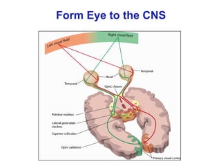 Form Eye to the CNS
 