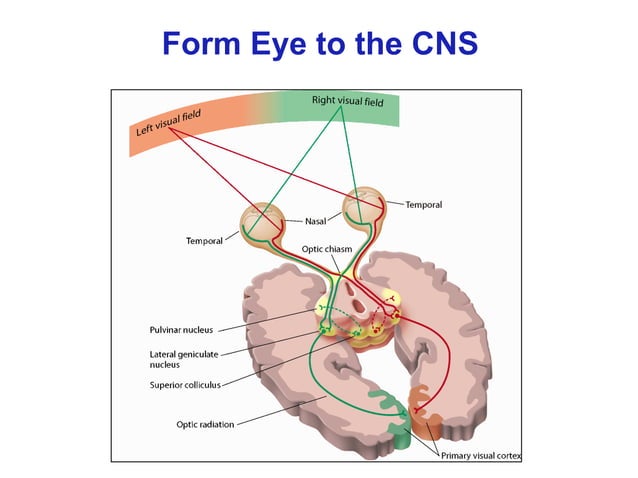 Afferent visual pathway | PDF
