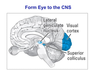 Form Eye to the CNS
 