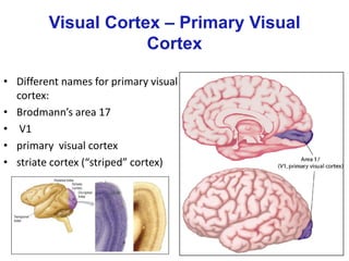 • Different names for primary visual
cortex:
• Brodmann’s area 17
• V1
• primary visual cortex
• striate cortex (“striped” cortex)
Visual Cortex – Primary Visual
Cortex
 