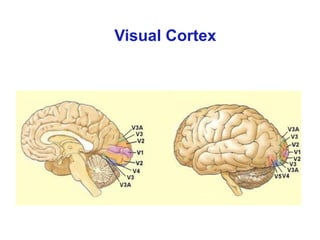 Visual Cortex
 