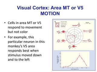 • Cells in area MT or V5
respond to movement
but not color
• For example, this
particular neuron in this
monkey’s V5 area
responds best when
stimulus moved down
and to the left
Visual Cortex: Area MT or V5
MOTION
 