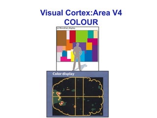 Visual Cortex:Area V4
COLOUR
 